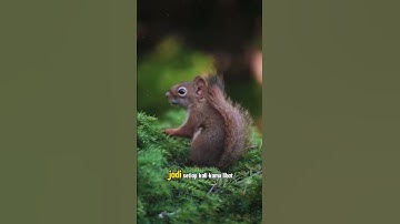 How Squirrels Help Plant Trees – Fascinating Facts! #squirrel #shorts