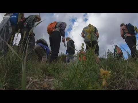 tegna news New preservation project has volunteers searching for seeds at Copper Mountain