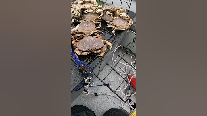 This DUNGENESS CRAB Trap Was EXTRA HEAVY!!! #shorts #crab #crabbing #fishing #fish