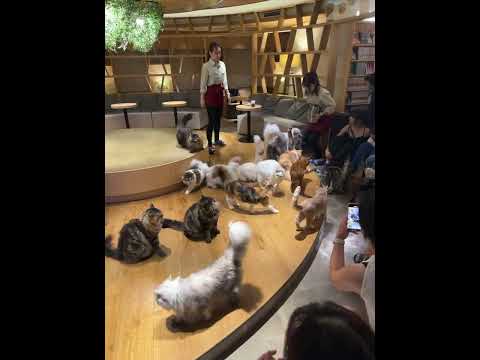 cat cafe tokyo
