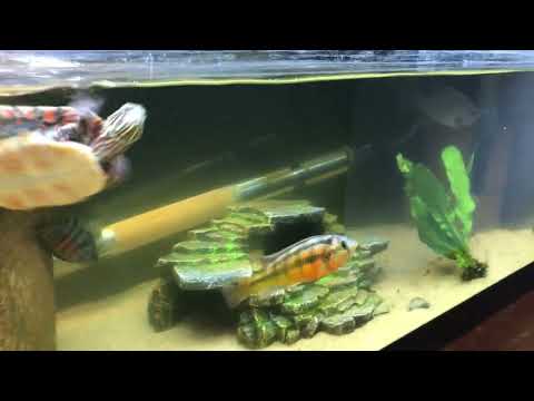 Feeding Real Shrimp to Baby Turtle!!