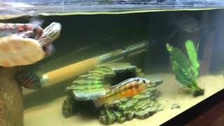 Feeding Real Shrimp to Baby Turtle!!