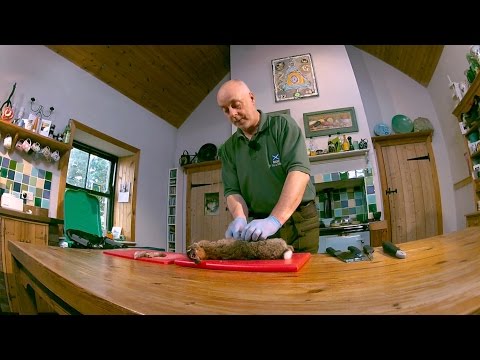 Comment la peau et le lapin joint