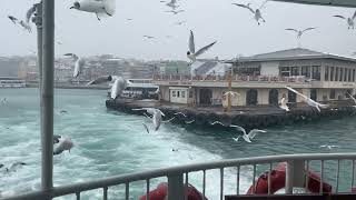 Seagulls in a cold snowy istanbul day ( 4K ) Resimi