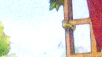 little bear noggin 2007