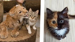 Dogs and cats funny videos compilation 😂 | Animaly 183 by Animaly 4 views 1 year ago 5 minutes, 35 seconds