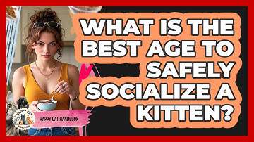 What Is The Best Age To Safely Socialize A Kitten? - Happy Cat Handbook