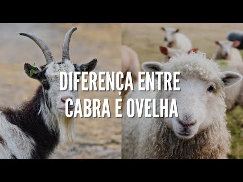 Vídeo: Qual é a diferença entre uma ovelha e uma cabra?