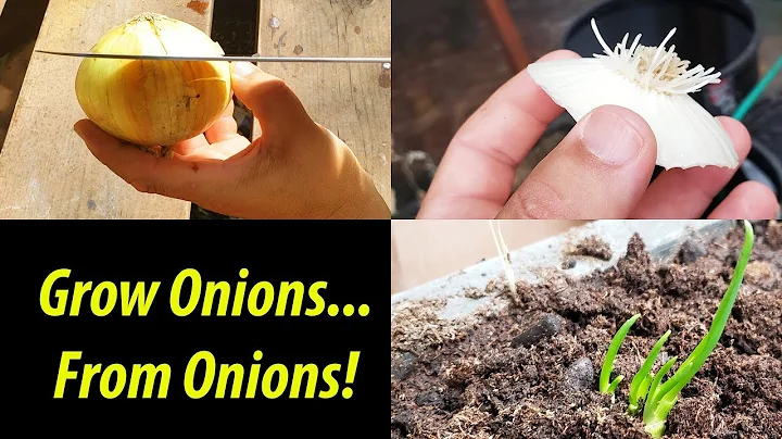 How To Grow An Onion From An Onion Bottom! (2019) - DayDayNews