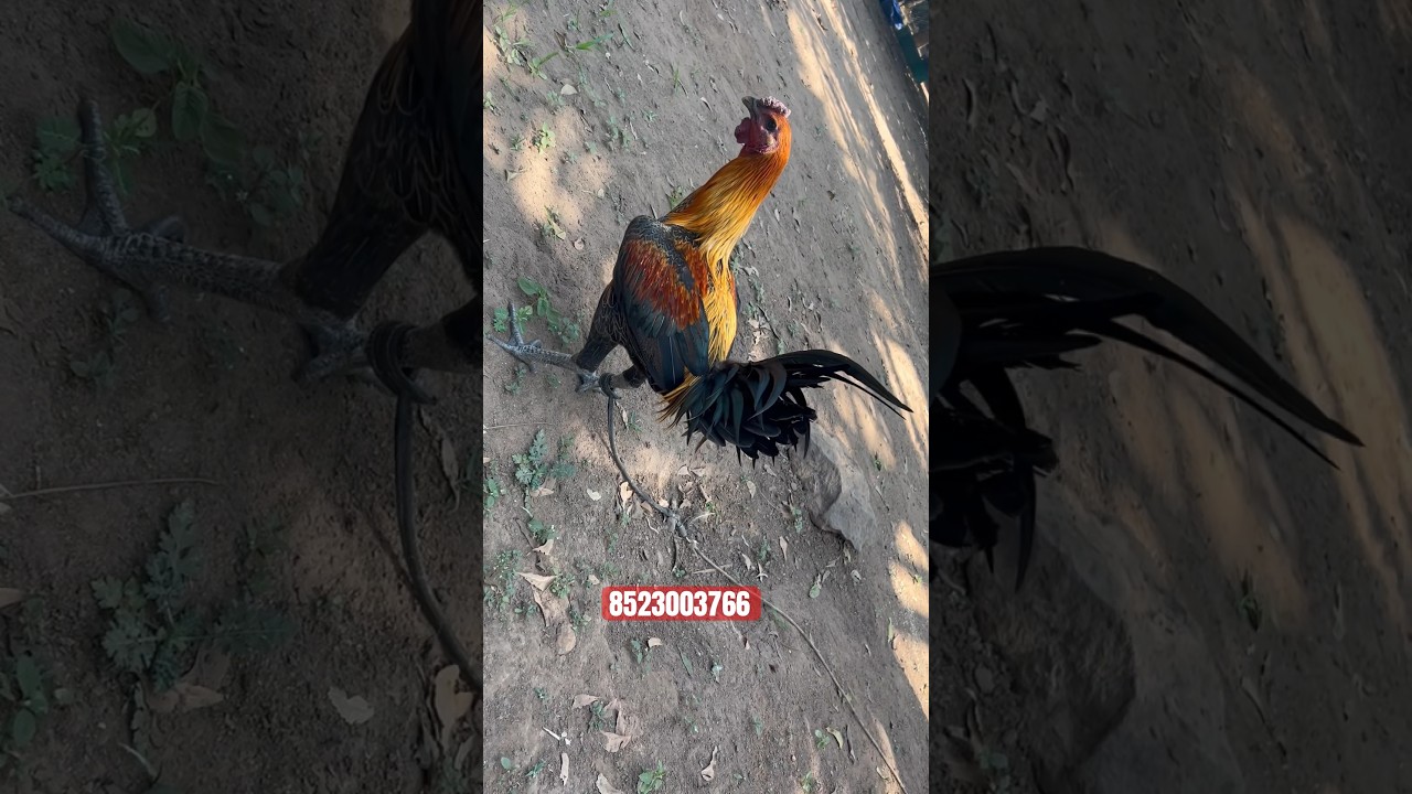 pacha kaki kodi punju