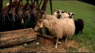 Valaška Ovca, Ktorá Zmenila Liptov