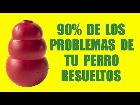 Video: 8 razones por las que tu perro debería probar un juguete interactivo