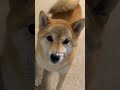 No-334 犬全般と柴犬の違い #柴犬 #柴犬との暮らし