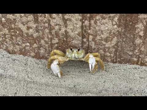 Crabs do walk sideways