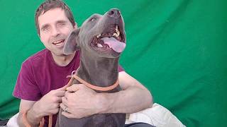 A5323468 Blue Pit Bull