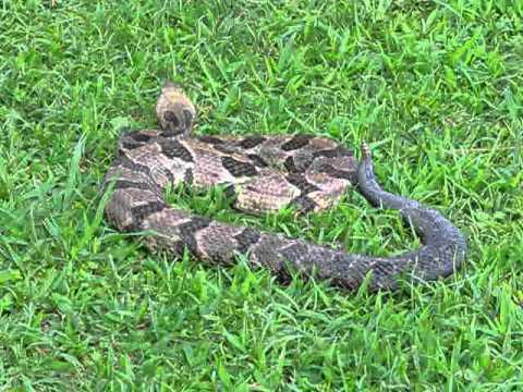 reptile education programs near me Canebrake Rattlesnake Rescue