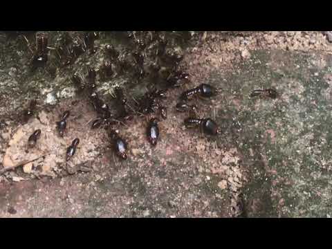 Soldier Ants Guarding