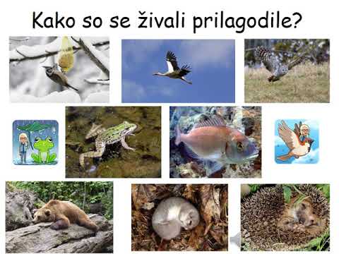 Video: Kaj počne strokovnjak za zdravje okolja?