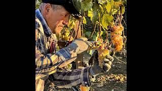 Harvest Report 2025 from Troon Vineyard
