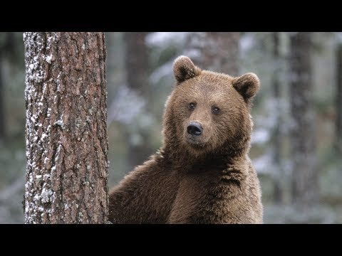 Образ жизни и среда обитания Бурого медведя!