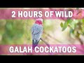 COMPANION PARROT SERIES | 2 Hours of Cockatoos!!! | TV For Parrots