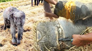 Humanity ! Saving Baby Elephant caught with a snare around his leg & given timely treatment
