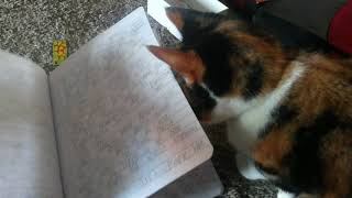 My cat helping me with my homework