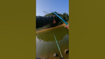 Hồ Câu Bán Tự Nhiên 100k 10H Được Cá Mang Về #short #cauca #viethungfishing