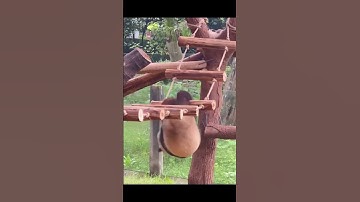 Why Are Pandas So Clumsy? 😂 (and Why It Matters)