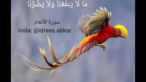 اية مؤثرة سورة الانعام القارئ ادريس ابكر حالة واتس اب
