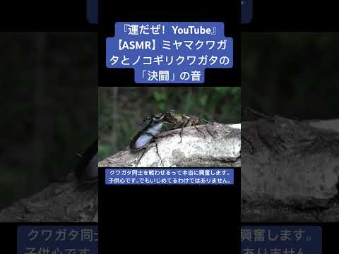 【ASMR】ミヤマクワガタとノコギリクワガタの「決闘」の音 #sdgs #クワガタ #虫の音 #insects #sound #昆虫 #bug #yt #カブトムシ #fighting #battle