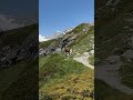 Kühe Matterhorn