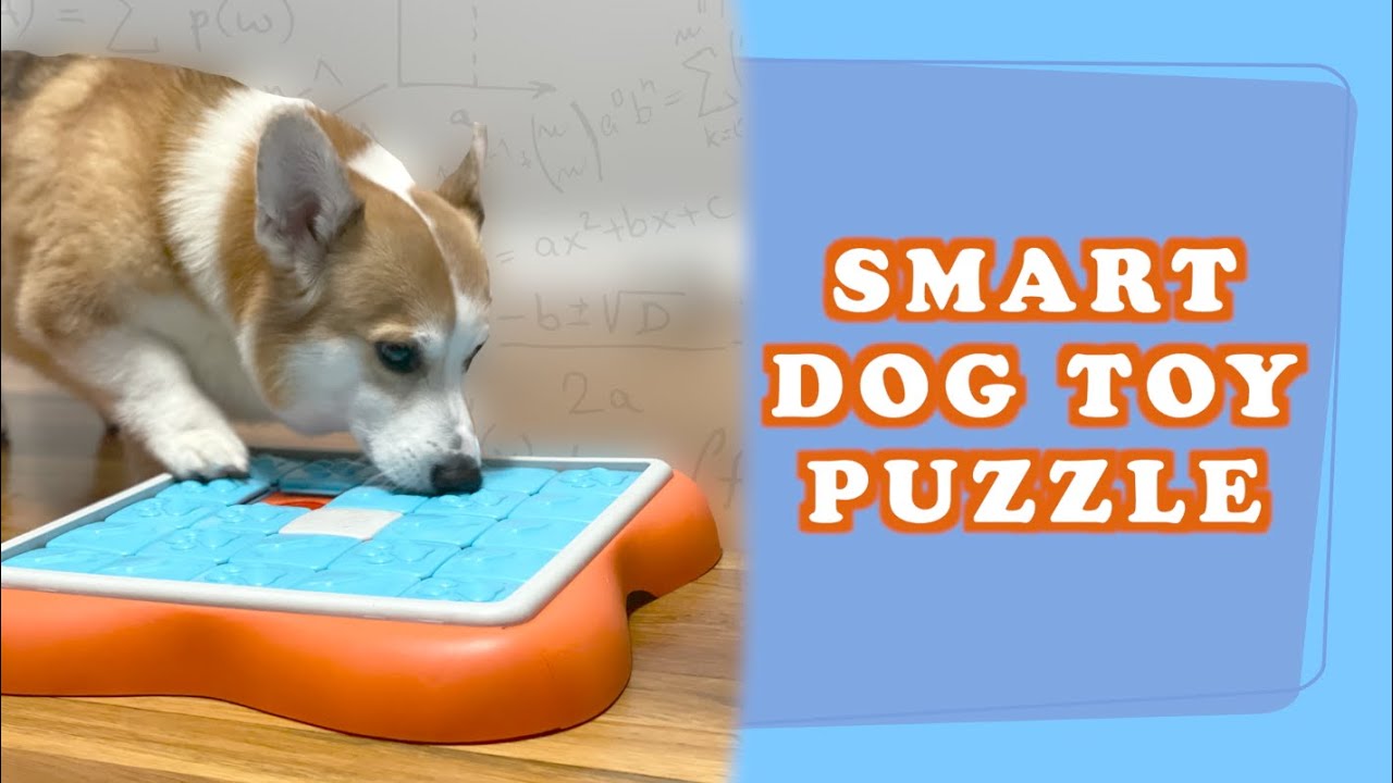 BEST SMART DOG TOY PUZZLE Review YouTube