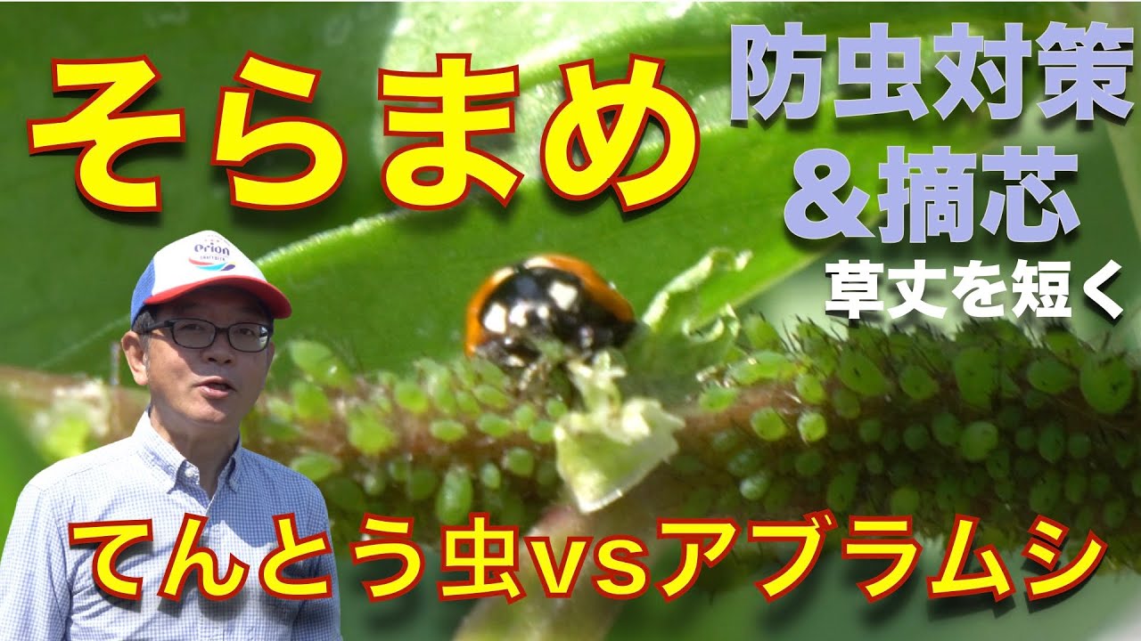 そら豆の育て方 初収穫 アブラムシ発生 虫駆除 虫対策 Youtube