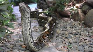 Reticulated Python Exploring The Back Yard