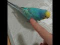 ゆづちゃん。ひっくり返る