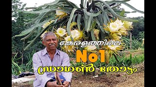 Dragon Fruit തൈ ഉണ്ടാക്കുന്നത് മുതൽ വിളവെടുപ്പ് വരെ അറിയേണ്ടതെല്ലാം