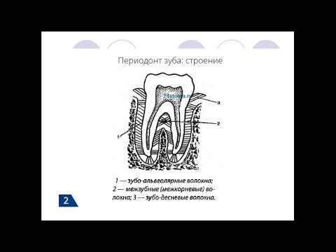 13:50 Строение тканей зуба