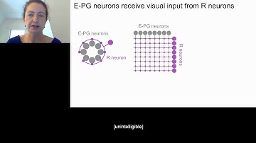 Neural Mechanisms of Navigation Behavior