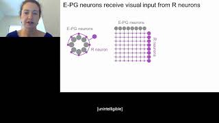 Neural Mechanisms of Navigation Behavior Profile