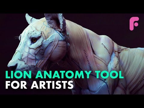 Best Animal Anatomy Model: Lion Anatomy Tool -  Maria Panfilova