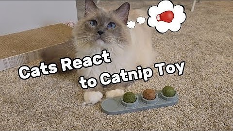 Eevee and Yoshi Try the Viral Catnip Ball Toy