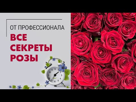 Букет из роз | Секреты РОЗЫ - что делать, чтобы букет роз дольше стоял | Как сохранить  розы в вазе