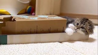 A cute kitten who loves empty boxes. Elle video No.55