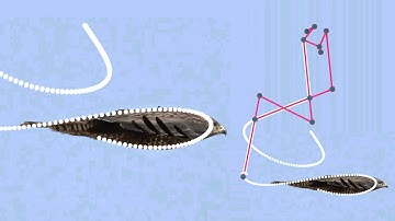 Airfoil-shaped fuselage in nature