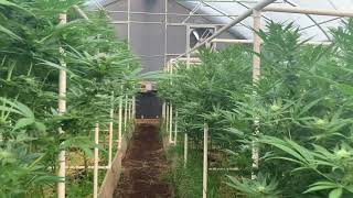 Growing Living Soil Cannabis ( Just add water or compost tea ) EP 4