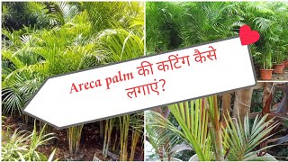 Areca palm ki cutting kase lgaye?#gardening #fullvideo #plz_subscribe_my_channel @learnandlive718