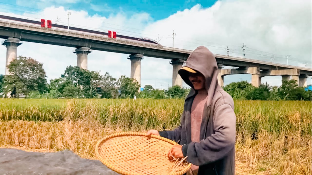 HAMPIR PUNAH : Nasib Sawah di Bandung