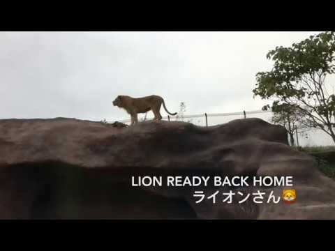 ライオンの出勤 退勤風景 African Safari Lions Back Home 日本九州野生動物園 大分県 Japan Zoo Youtube