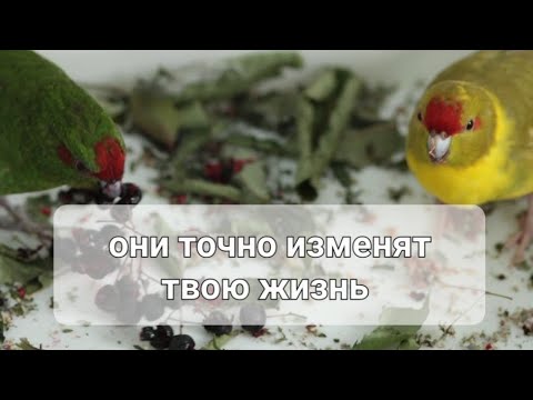 НОВОЗЕЛАНДСКИЙ КАКАРИК 🥰 Кеша и Бусинка .. ПОПУГАЙ МЕЧТА 😁